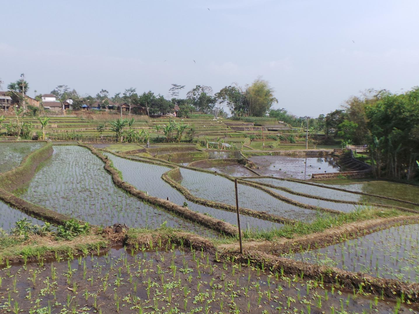 Sawahs at Singosari, 2015 (Collection Daphne Vermeulen)