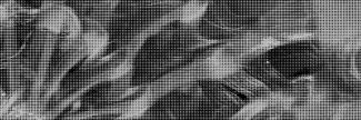 Header image for Fransje Gimbrere